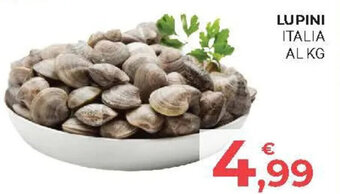 Eté LUPINI ITALIA offerta