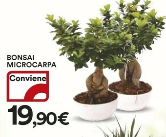 Bonsai Microcarpa