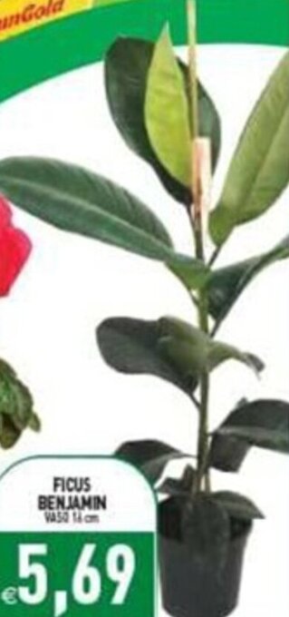 Pim Supermercati Ficus Benjamin offerta