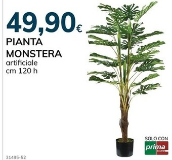 Basko Pianta monstera offerta