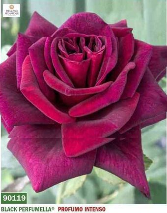 BLACK PERFUMELLA PROFUMO INTENSO