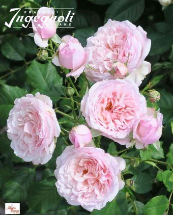Ingegnoli ROSAIO RAMPICANTE <<DIVINA » offerta