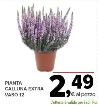 Todis PIANTA CALLUNA EXTRA VASO 12 offerta