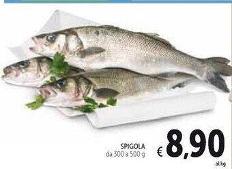 Spigola