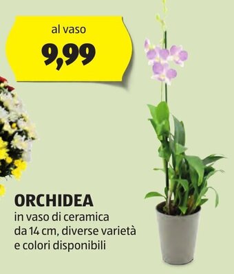 ALDI ORCHIDEA 14 cm offerta