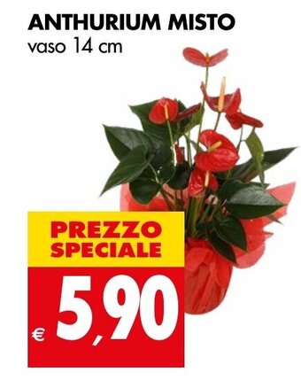 Tigros ANTHURIUM MISTO vaso 14 cm offerta