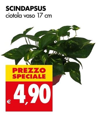 SCINDAPSUS ciotola vaso 17 cm