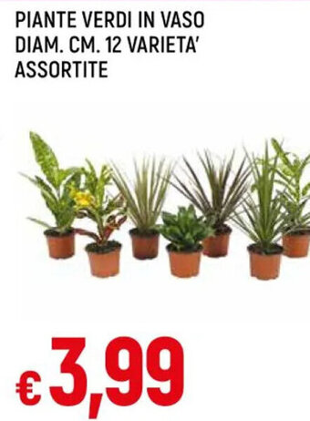 PIANTE VERDI IN VASO DIAM. CM. 12 VARIETA' ASSORTITE