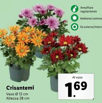 Lidl Crisantemi Vaso Ø 12 cm Altezza 28 cm offerta