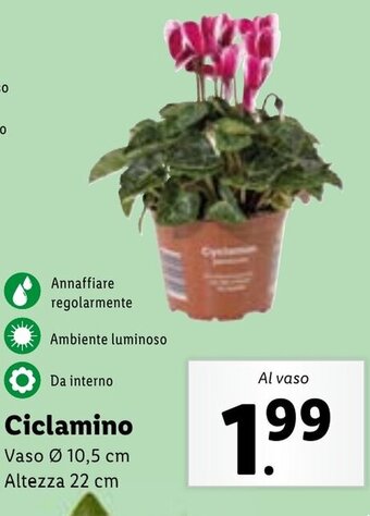 Lidl Ciclamino Vaso Ø 10,5 cm Altezza 22 cm offerta