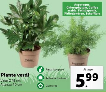 Lidl Piante verdi Vaso 15 cm Altezza 40 cm offerta