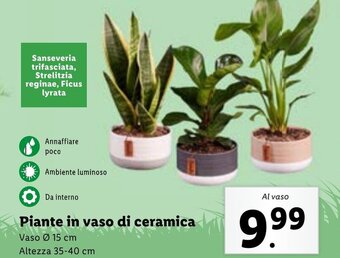 Lidl Piante in vaso di ceramica Vaso Ø 15 cm Altezza 35-40 cm offerta