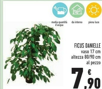 Conad Ficus Danielle offerta