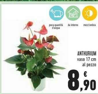 Anthurium