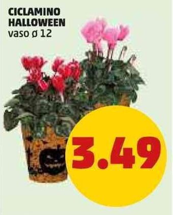 PENNY CICLAMINO HALLOWEEN vaso ø 12 offerta