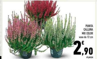Conad PIANTA CALLUNA MIX COLOR vaso da 12 cm offerta