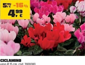 OBI Ciclamino offerta