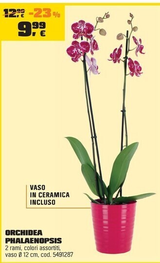 OBI Orchidea phalaenopsis offerta
