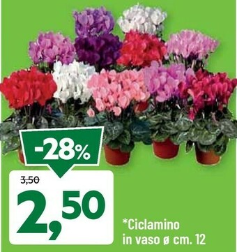 Ciclamino In Vaso