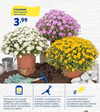 In'S Mercato Crisantemi colori assortiti offerta