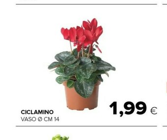 Tigre Ciclamino offerta
