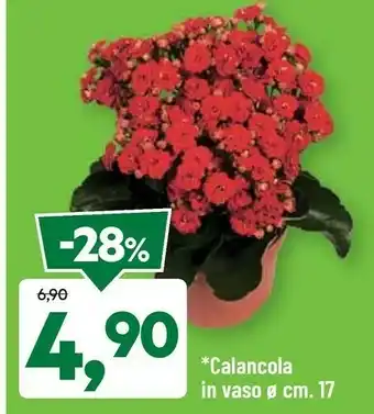 DPiù Calancola In Vaso offerta