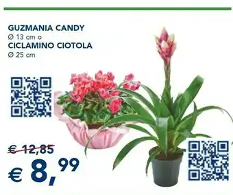 Esselunga Guzmania Candy offerta