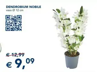 Dendrobium Nobile