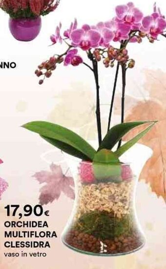 ORCHIDEA MULTIFLORA CLESSIDRA