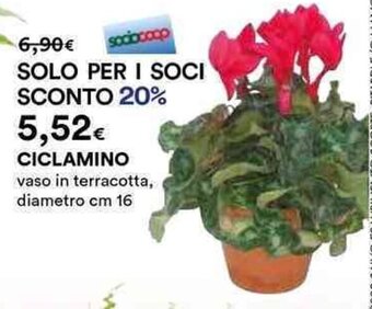 Ipercoop CICLAMINO vaso in terracotta, diametro cm 16 offerta