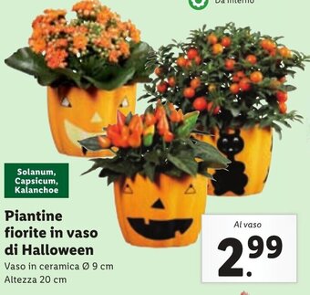 Lidl Piantine fiorite in vaso di Halloween offerta