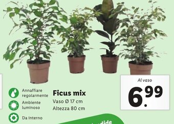 Lidl Ficus mix Vaso Ø 17 cm Altezza 80 cm offerta
