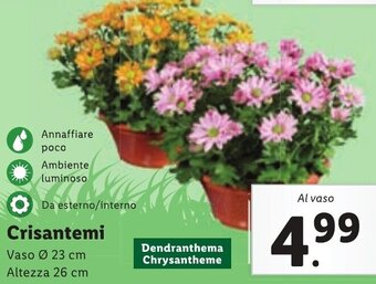 Lidl Crisantemi Vaso Ø 23 cm Altezza 26 cm offerta