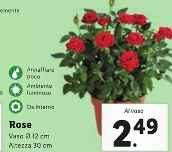 Lidl Rose Vaso Ø 12 cm Altezza 30 cm offerta