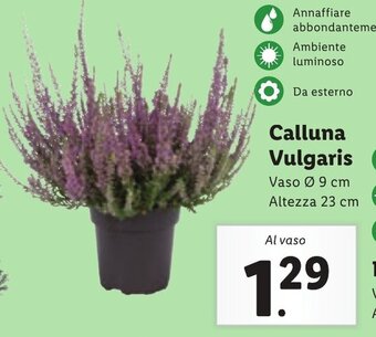 Lidl Calluna Vulgaris Vaso Ø 9 cm Altezza 23 cm offerta