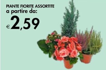 Bennet PIANTE FIORITE ASSORTITE a partire da: offerta