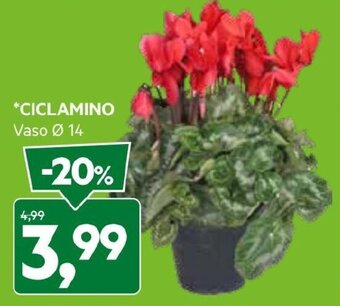 CICLAMINO Vaso Ø 14