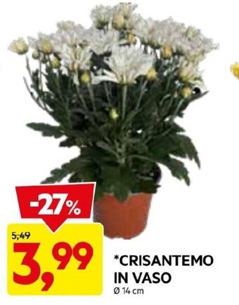 DPiù CRISANTEMO IN VASO Ø 14 cm offerta