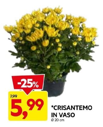 DPiù CRISANTEMO IN VASO Ø 20 cm offerta