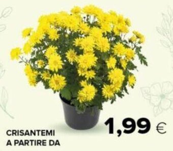 CRISANTEMI