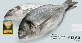Mercatò ORATA ALLEVATA ITALIA "LA SPEZIA" offerta