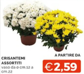 CRISANTEMI ASSORTITI vaso da o cm.12 a cm.22