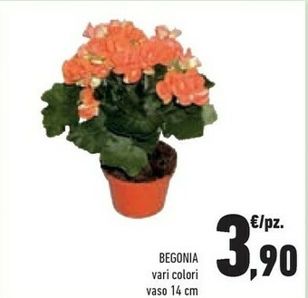 Conad Piante offerta