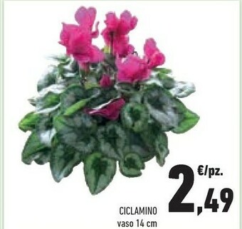 Conad Piante offerta