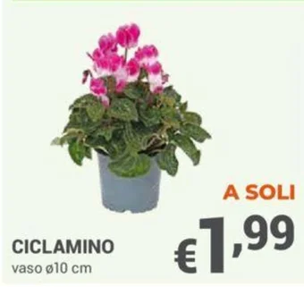 CICLAMINO vaso Ø10 cm