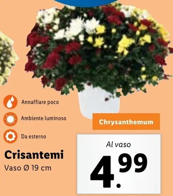 Lidl Crisantemi offerta