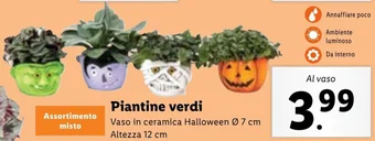 Lidl Piantine verdi offerta