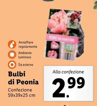 Lidl Bulbi di Peonia 59x39x25 cm offerta