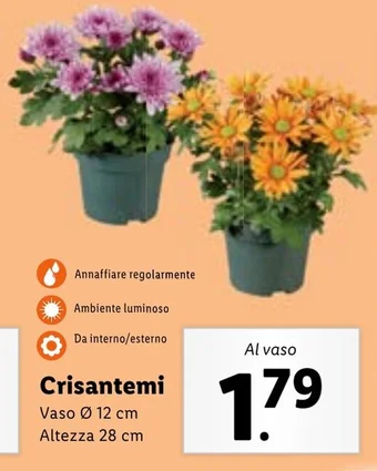 Lidl Crisantemi offerta