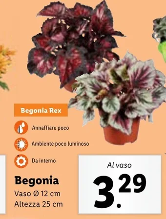 Lidl Begonia offerta
